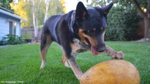 Dog adjusting to new home